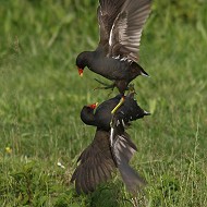 confronto in periodo riproduttivo, Vallesina (VE), 13.05.2011