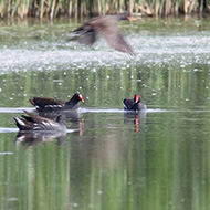 gruppetto in attivit� trofica, Nogara (VR), 25.04.2011