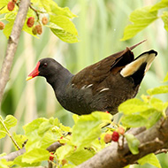 adulto, Lago di Garda (VR), 2.06.2016