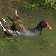 adulto, Povegliano (VR), 07.2007