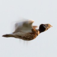 maschio in volo, maggio