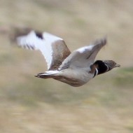 maschio in volo, giugno