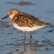 abito riproduttivo, Vallesina (VE), 31.07.2007