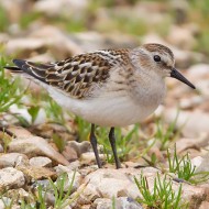 giovane, Lessinia (VR), 7.09.2014