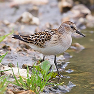 giovane, Lessinia (VR), 7.09.2014