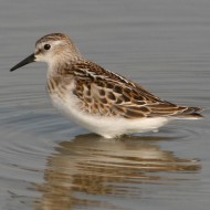 giovane, Vallesina (VE), 16.09.2007