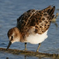 abito riproduttivo, Vallesina (VE), 31.07.2007