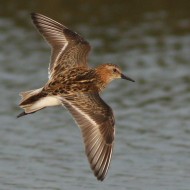 abito riproduttivo, Tessera (VE), 30.07.2008