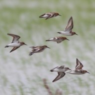 gruppetto in volo, Venezia, 2.06.2012