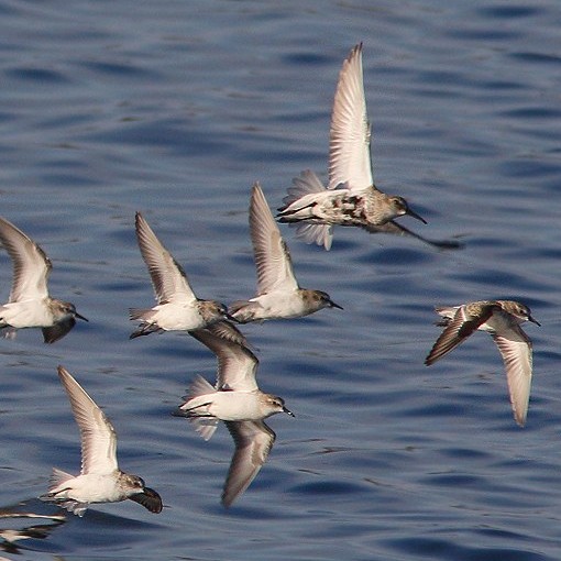 in volo con piovanelli pancianera, Valle Sagreda (RO), 17.10.2015