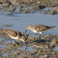 gambecchio comune (a sx), con gambecchio nano, settembre