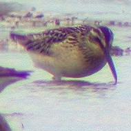 con gambecchi comuni, agosto