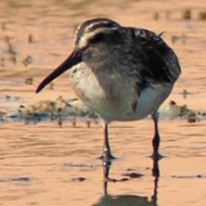 con gambecchio comune, agosto