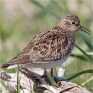 abito riproduttivo, giugno