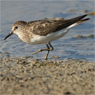 abito riproduttivo, Vallesina (VE), 21.07.2007