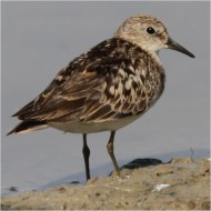 abito riproduttivo, Vallesina (VE), 28.07.2012