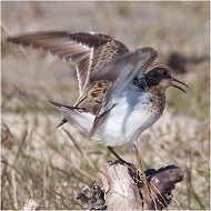 abito riproduttivo, giugno