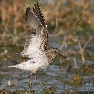 abito in muta, Valle di Marcello (VE), 29.07.2007