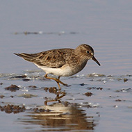 abito riproduttivo, Isola della Scala (VR), 30.04.2017