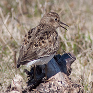 abito riproduttivo, giugno