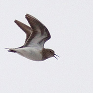 in volo canoro, giugno