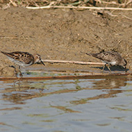 gambecchio nano (a ds) con gambecchio comune, Vallesina (VE), 13.08.2007