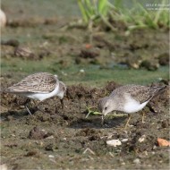 gambecchio nano in abito invernale (a ds) con gambecchio comune, gennaio