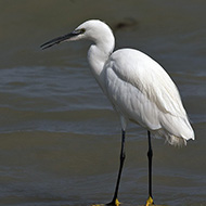 adulto in abito invernale, Peschiera del Garda (VR), 11.09.2016