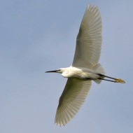 adulto in volo, Palude del Brus� (VR), 4.05.2013