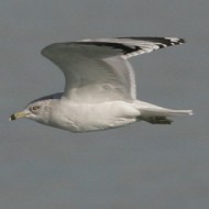 adulto in abito invernale, Lido di Venezia, gennaio