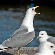 adulto in abito riproduttivo, giugno