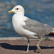 adulto in abito riproduttivo, giugno