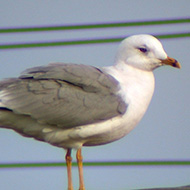 adulto con iride chiara, Chioggia (VE), 6.01.2003