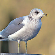 adulto in abito invernale, Garda (VR), 29.12.2013