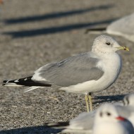 adulto in abito invernale, Chioggia (VE), 29.12.2014