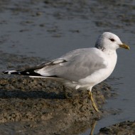 adulto in abito invernale, marzo