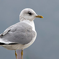 adulto in abito invernale, Garda (VR), 12.01.2010