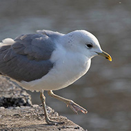 adulto in abito invernale, Garda (VR), 23.12.2018