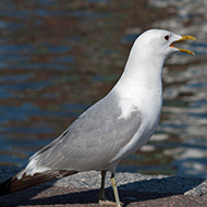 3cy in abito riproduttivo, giugno