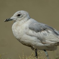 2cy (1a estate) con piumaggio abraso, giugno