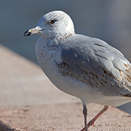 2cy (1� inverno), Garda (VR), 21.02.2011