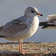 1cy (1� inverno), dicembre