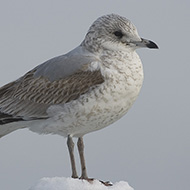 1cy (1� inverno), Peschiera del Garda (VR), 29.12.2005