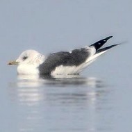 adulto in abito invernale della ssp. <i>heinei</i> con gabbiano comune, Lazise (VR), 11.01.2015