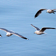 adulti in abito riproduttivo, giugno