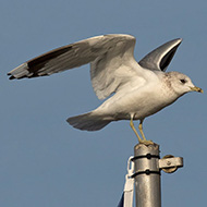 adulto in abito invernale, Garda (VR), 23.12.2018