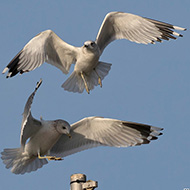 adulti in abito invernale, quello sotto con P8 atipica, Garda (VR), 23.12.2018