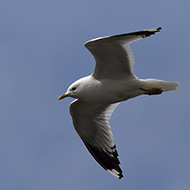 adulto in abito riproduttivo, giugno