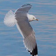 adulto in abito riproduttivo, giugno