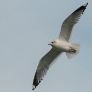 adulto in abito invernale, gennaio